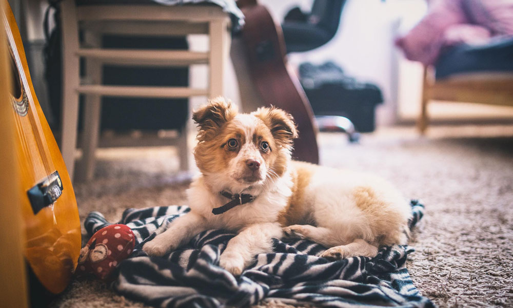 Creating a Pet-Friendly Home Environment
