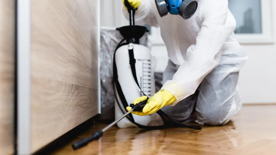 How to choose a good pest control service provider near you?