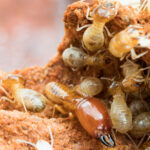 Kill Termites