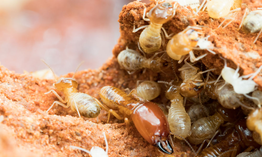 Kill Termites