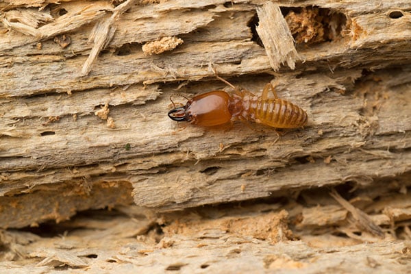 Kill Termites